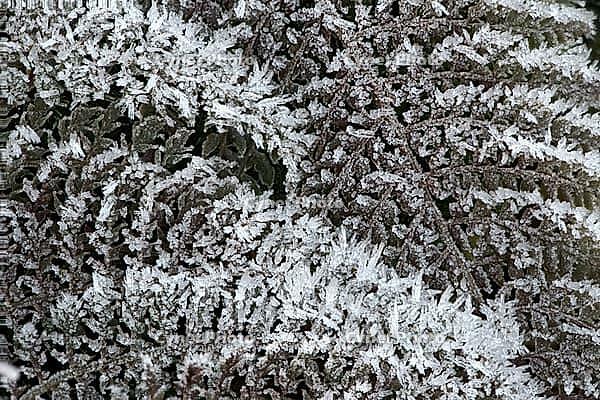 Fern fronds (Polystichum) in hoarfrost, Emsland, Lower Saxony, Germany [IBR123895642]
