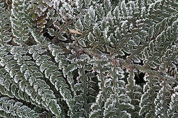 Fern fronds (Polystichum) in hoarfrost, Emsland, Lower Saxony, Germany [IBR123895643]