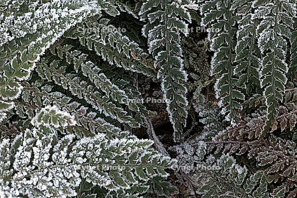 Fern fronds (Polystichum) in hoarfrost, Emsland, Lower Saxony, Germany [IBR123895644]