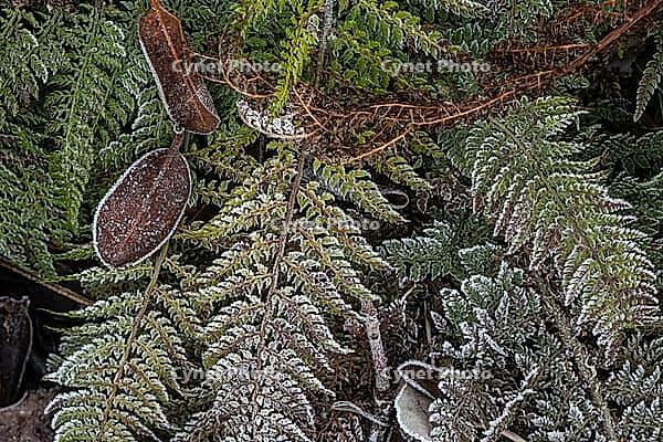 Fern fronds (Polystichum) in hoarfrost, Emsland, Lower Saxony, Germany [IBR123895645]