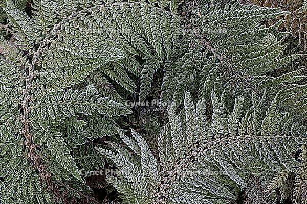Fern fronds (Polystichum) in hoarfrost, Emsland, Lower Saxony, Germany [IBR123895646]