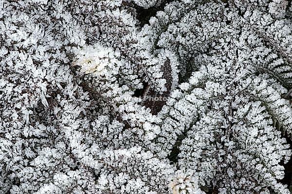 Fern fronds (Polystichum) in hoarfrost, Emsland, Lower Saxony, Germany [IBR123895647]
