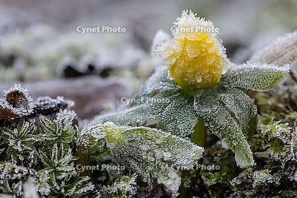 Winter aconite (Eranthis hyemalis) in hoarfrost, Emsland, Lower Saxony, Germany [IBR123895648]