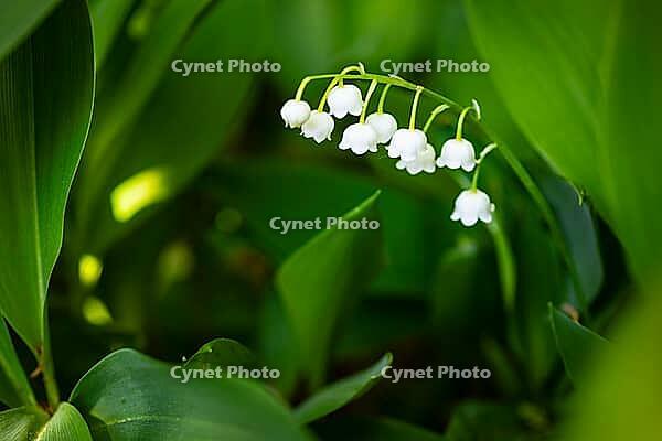Lily of the valley (Convallaria majalis) in bloom, Saxony, Germany [IBR123911477]