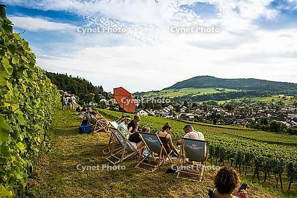 Wine tasting in the vineyards, Freiburg im Breisgau, Black Forest, Baden-Württemberg, Germany [IBR123911495]