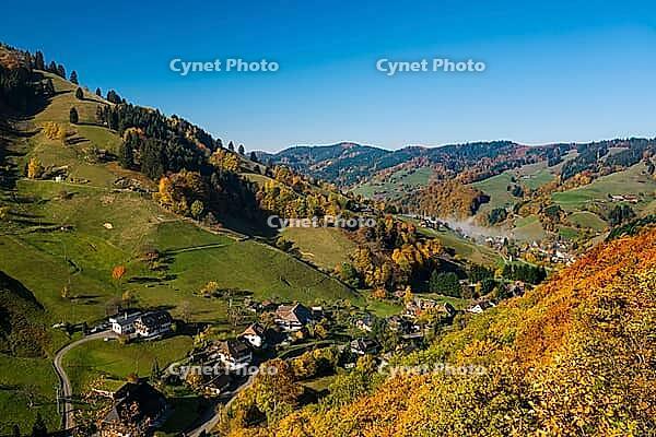 Autumn-colored forest, Münstertal, Black Forest, Baden-Württemberg, Germany [IBR123911498]