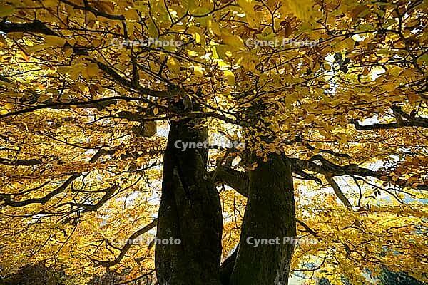 Autumn-colored beech, Wiesental, Black Forest, Baden-Württemberg, Germany [IBR123911499]