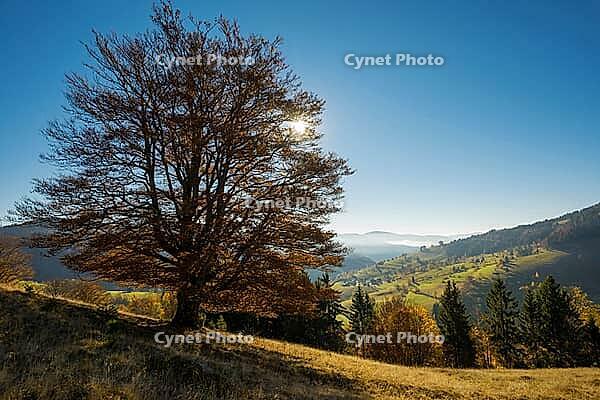 Autumn-colored forest, Wiesental, Black Forest, Baden-Württemberg, Germany [IBR123911500]