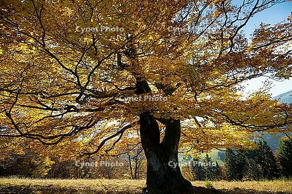 Autumn-colored beech, Wiesental, Black Forest, Baden-Württemberg, Germany [IBR123911501]