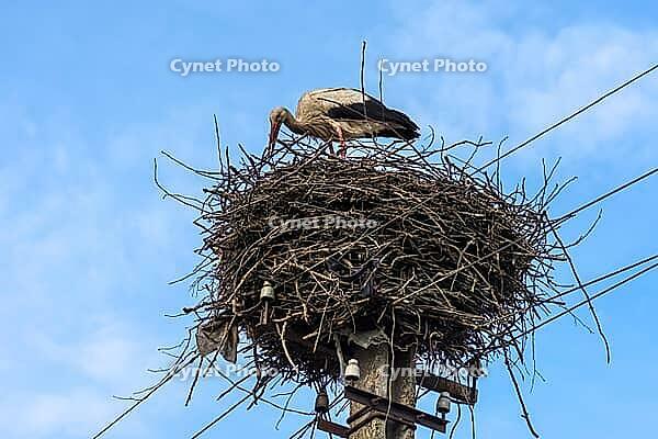 White stork (Ciconia ciconia) in the nest, Ukraine [IBR123911508]
