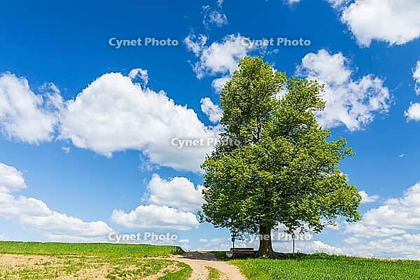 Cunnersdorfer Lime tree, single lime tree (Tilia) on a hill near Glashütte, Saxony, Germany [IBR123911532]