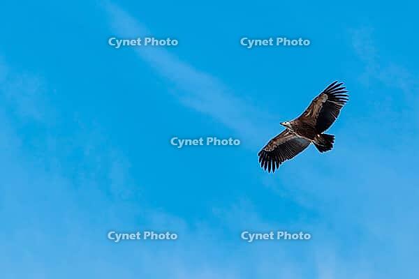 A griffon vulture (Gyps fulvus) flies on a sunny day against a grey sky. Austria [IBR123911534]