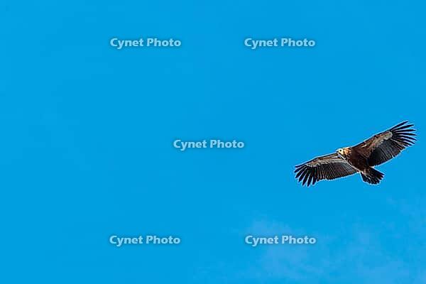 A griffon vulture (Gyps fulvus) flies on a sunny day against a grey sky. Austria [IBR123911535]