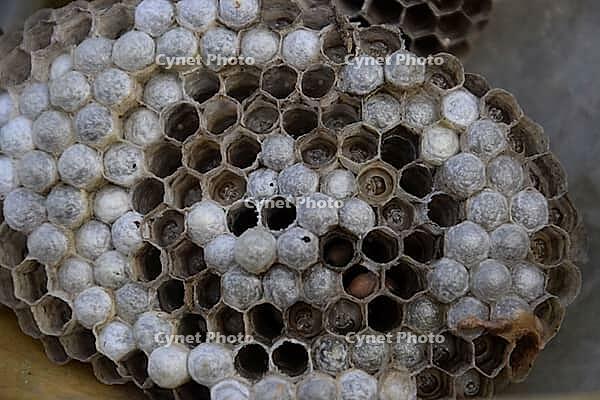 Wasp nest with larvae and pupae of polystid wasps [IBR123911550]