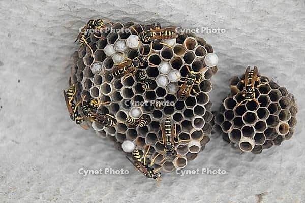 Wasps on the nest, Wasp nest with larvae and pupae of polystid wasps [IBR123911551]