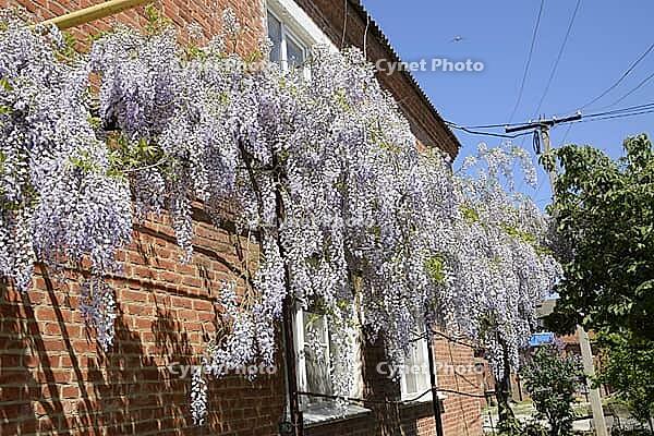 Chinese wisteria grows and blooms on the gazebo near the house [IBR123911556]