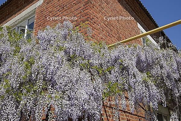 Chinese wisteria grows and blooms on the gazebo near the house [IBR123911557]