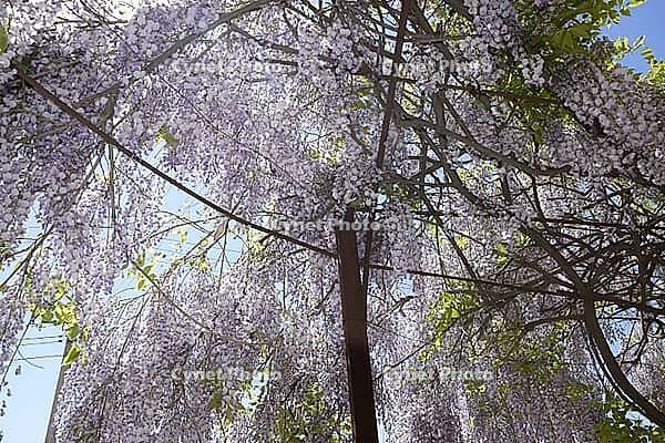 Chinese wisteria grows and blooms on the gazebo near the house [IBR123911558]
