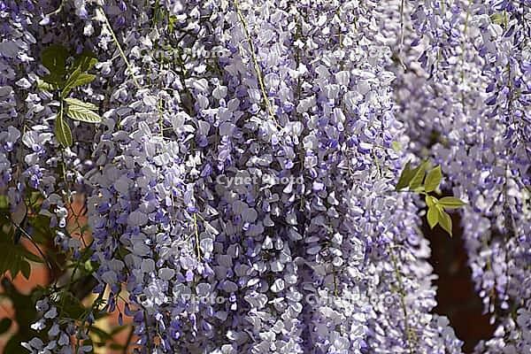 Chinese wisteria grows and blooms on the gazebo near the house [IBR123911561]