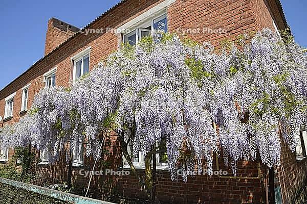 Chinese wisteria grows and blooms on the gazebo near the house [IBR123911562]