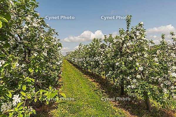 Blooming apple trees in an apple orchard in spring, moated castle am Lake Constance, Bavaria, Germany [IBR123911563]