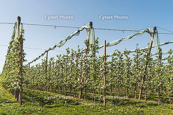 Blooming apple trees in an apple orchard in spring, moated castle am Lake Constance, Bavaria, Germany [IBR123911564]