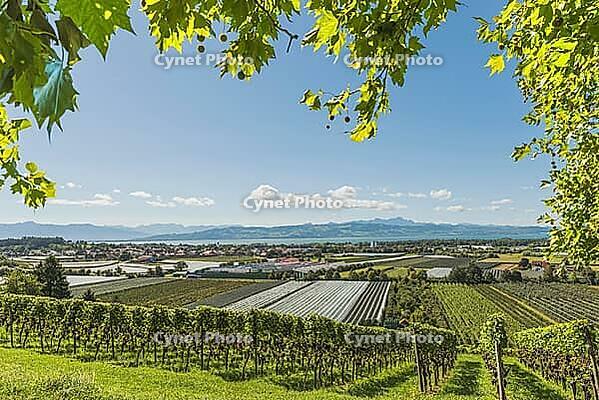 Vineyards and orchards on Lake Constance with alpine panorama, Kressbronn, Baden-Württemberg, Germany [IBR123911565]