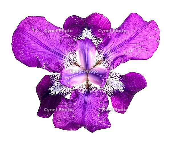 OLYMPUS DIGITAL CAMERA [IBR123980383]