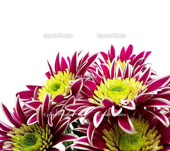 OLYMPUS DIGITAL CAMERA [IBR123980384]