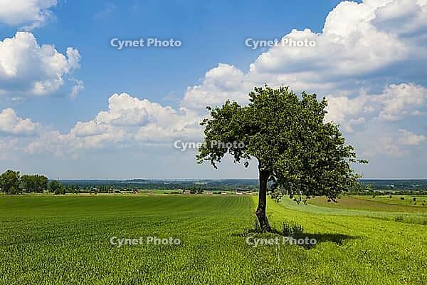 Lonely tree on the field [IBR123980421]