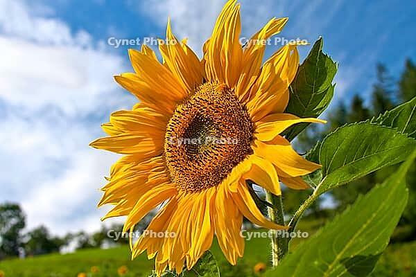 Yellow sunflower [IBR123980429]
