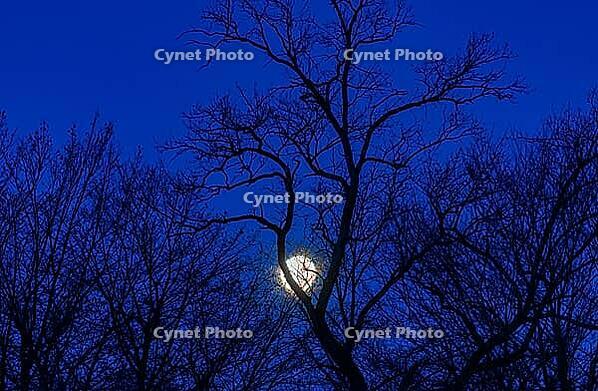 Full moon between bare trees, Upper Austria [IBR123990981]