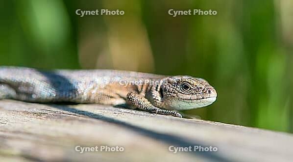 Forest lizard (Zootoca vivipara) or mountain lizard (Syn. Lacerta vivipara), also bog lizard, lying, standing on wooden plank path in the sun, looking directly into the camera, view, sunbathing, warming up, close-up, close-up, macro, macro shot, portrait, [IBR123990983]
