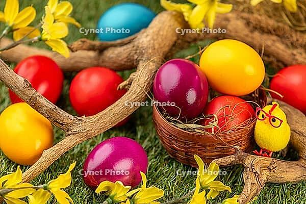 Colourful Easter eggs in and around a small basket, branches and blossoms on grass [IBR123990985]