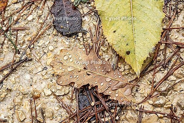 Close-up of wet oak leaf with raindrops on gravel and pine needles — autumn texture and seasonal details [IBR123990991]