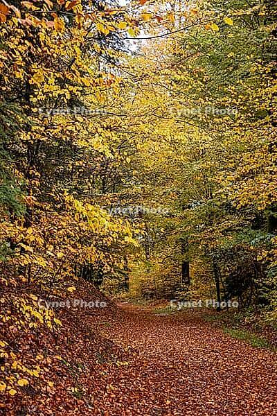 Quiet forest path covered by foliage in autumn — winding path through deciduous trees with lots of daylight [IBR123990992]