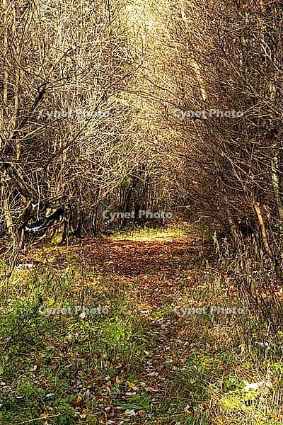 Leafy forest trail framed by bare trees — Quiet tunnel of branches with dappled late autumn light [IBR123990993]