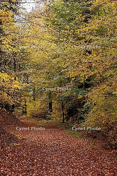 Quiet forest path covered by foliage in autumn — winding path through deciduous trees with lots of daylight [IBR123990994]