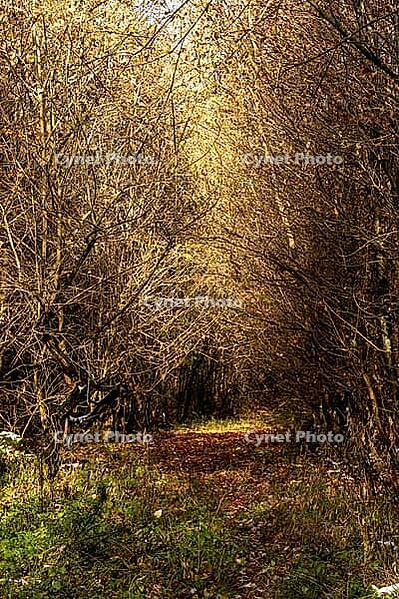 Leafy forest trail framed by bare trees — Quiet tunnel of branches with dappled late autumn light [IBR123990995]