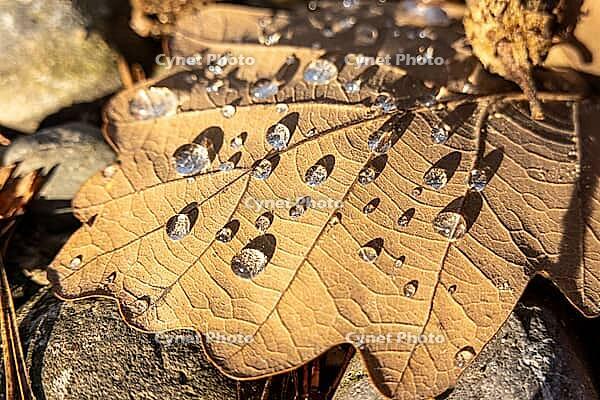 Macro close-up of brown oak leaf with sparkling water droplets — seasonal texture and shallow depth of field [IBR123990996]