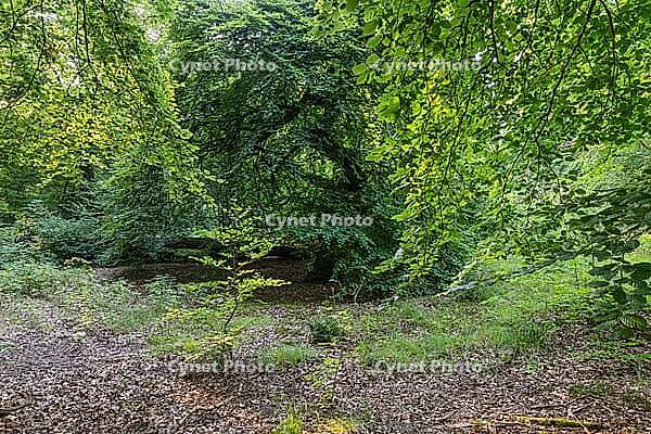 Süntel beech (Fagus sylvatica var. suentelensis), Prästaskogen Nature Reserve, Skåne, Sweden, July 2025 [IBR123991005]