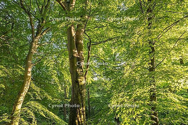 Beech forest, Prästaskogen Nature Reserve, Skåne, Sweden, July 2025 [IBR123991006]