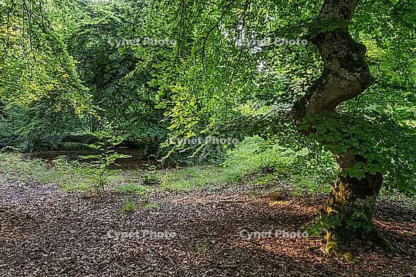 Süntel beech (Fagus sylvatica var. suentelensis), Prästaskogen Nature Reserve, Skåne, Sweden, July 2025 [IBR123991008]