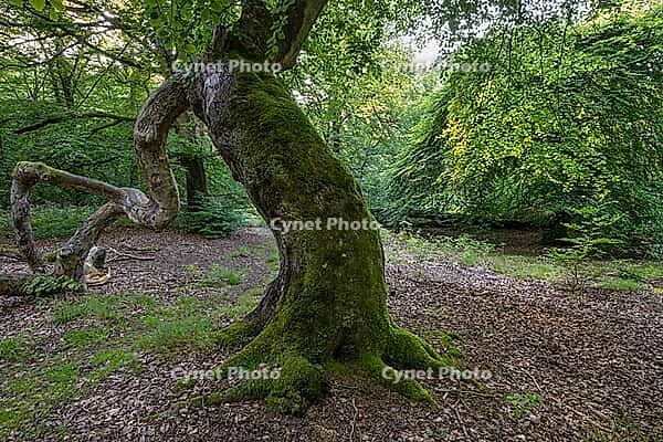 Süntel beech (Fagus sylvatica var. suentelensis), Prästaskogen Nature Reserve, Skåne, Sweden, July 2025 [IBR123991009]