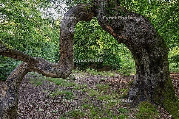 Süntel beech (Fagus sylvatica var. suentelensis), Prästaskogen Nature Reserve, Skåne, Sweden, July 2025 [IBR123991010]