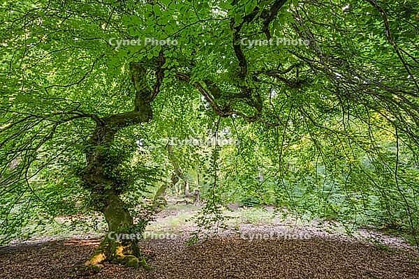 Süntel beech (Fagus sylvatica var. suentelensis), Prästaskogen Nature Reserve, Skåne, Sweden, July 2025 [IBR123991011]