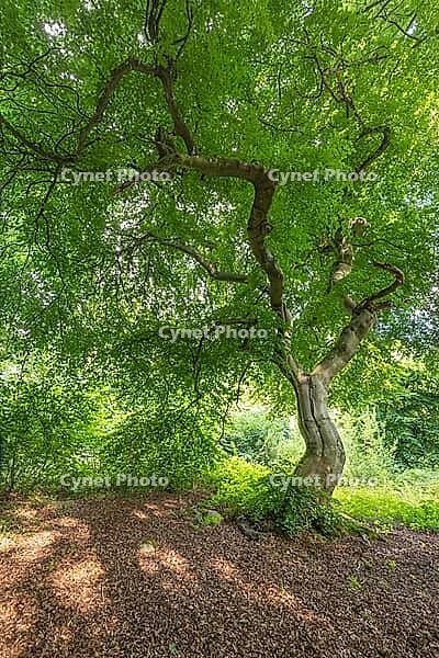 Süntel beech (Fagus sylvatica var. suentelensis), Prästaskogen Nature Reserve, Skåne, Sweden, July 2025 [IBR123991012]