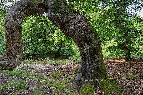 Süntel beech (Fagus sylvatica var. suentelensis), Prästaskogen Nature Reserve, Skåne, Sweden, July 2025 [IBR123991013]