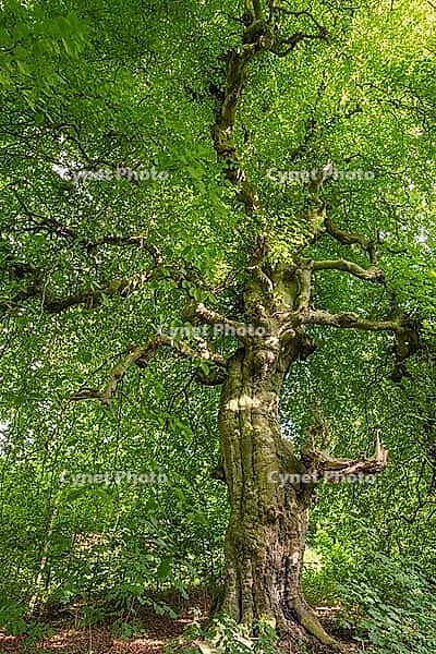 Süntel beech (Fagus sylvatica var. suentelensis), Prästaskogen Nature Reserve, Skåne, Sweden, July 2025 [IBR123991014]