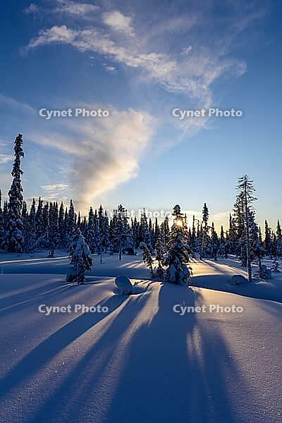 Snowy swamp landscape, Norrbotten, Lapland, Sweden, February 2020 [IBR123991018]